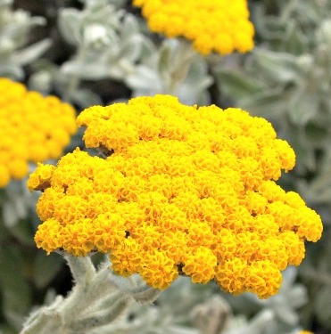 Helichrysum Floral Absolute Oil  2